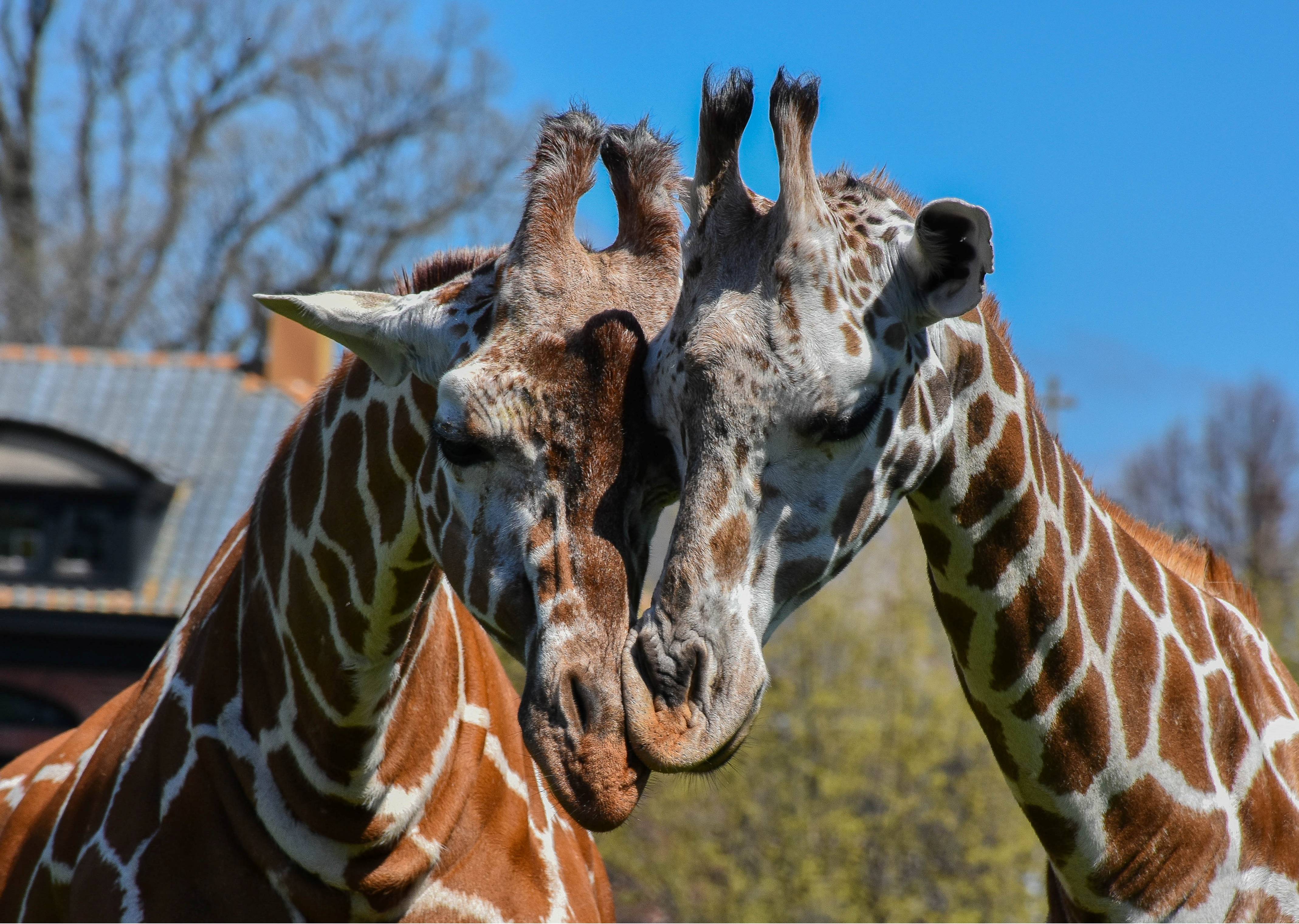 World Giraffe Day Buffalo Zoo