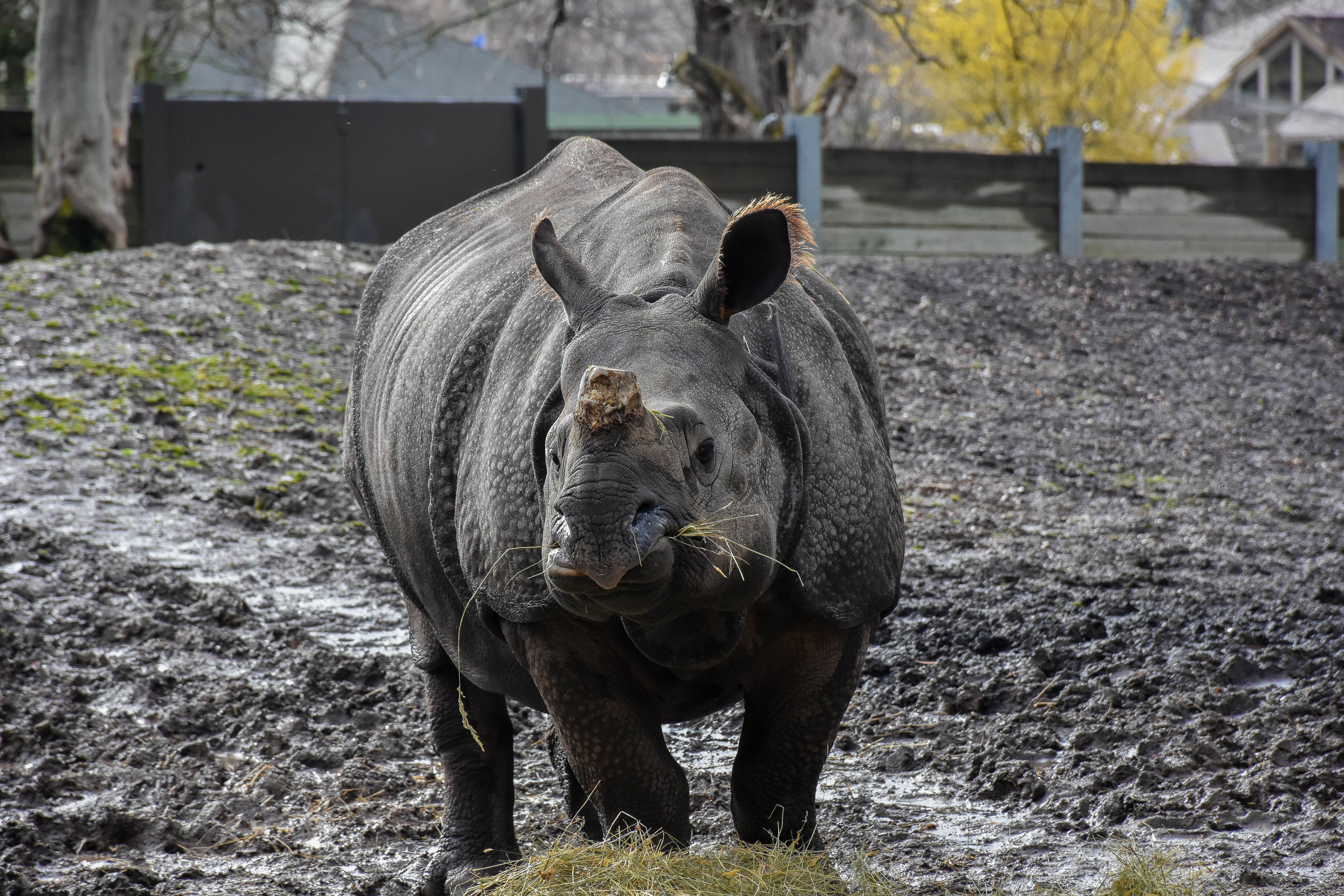 Buffalo Zoo Helping Protect a Species from Poachers - Buffalo Zoo