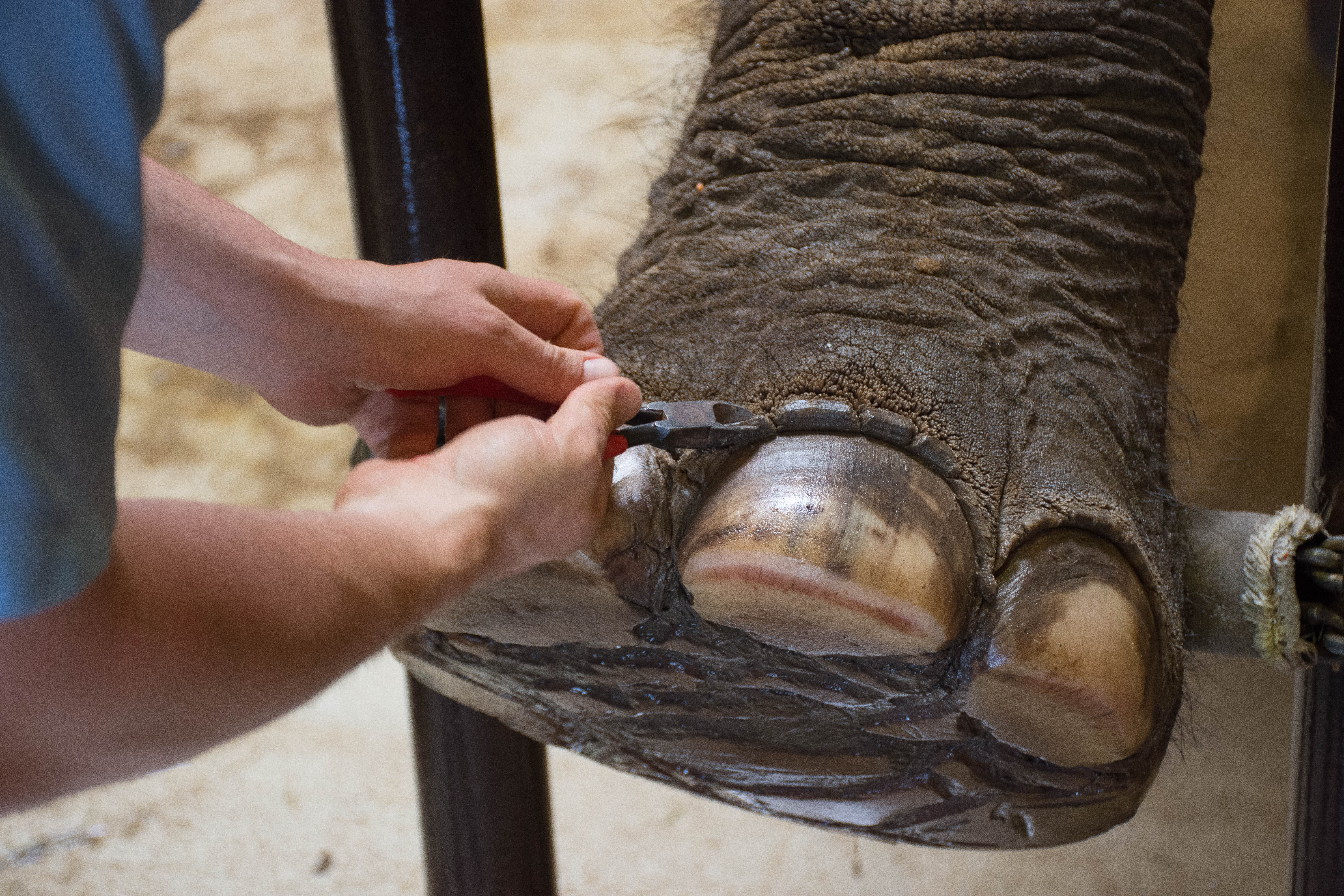 Spa Season for the Elephants - Buffalo Zoo