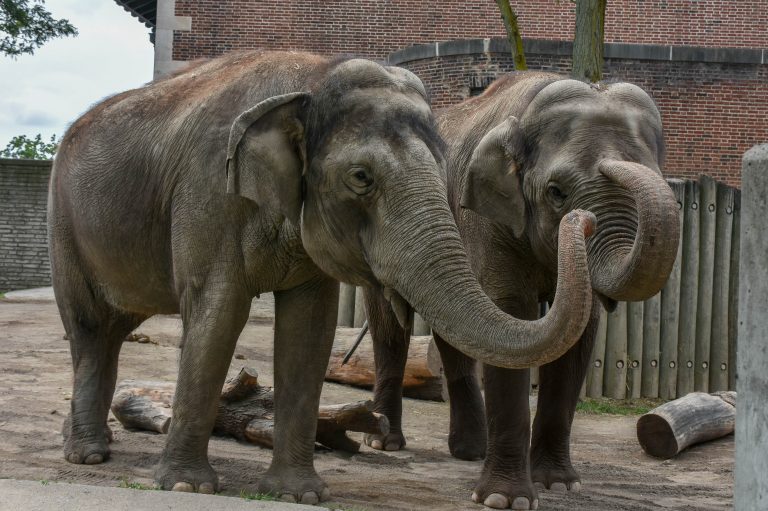 THE BUFFALO ZOO ANNOUNCES ELEPHANTS RELOCATING TO AUDUBON ZOO Buffalo Zoo