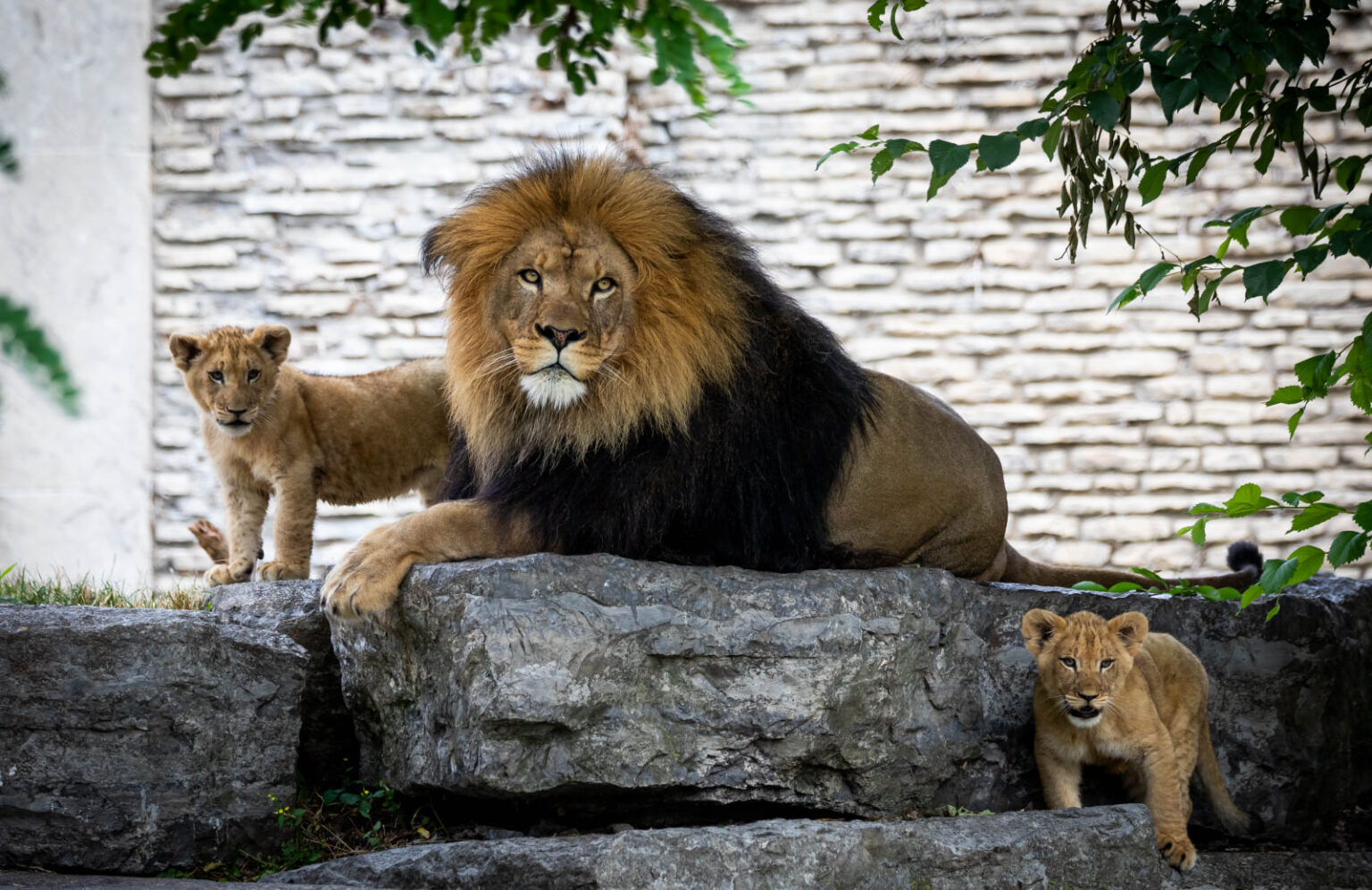 Labor Day 2021 5 Admission Buffalo Zoo