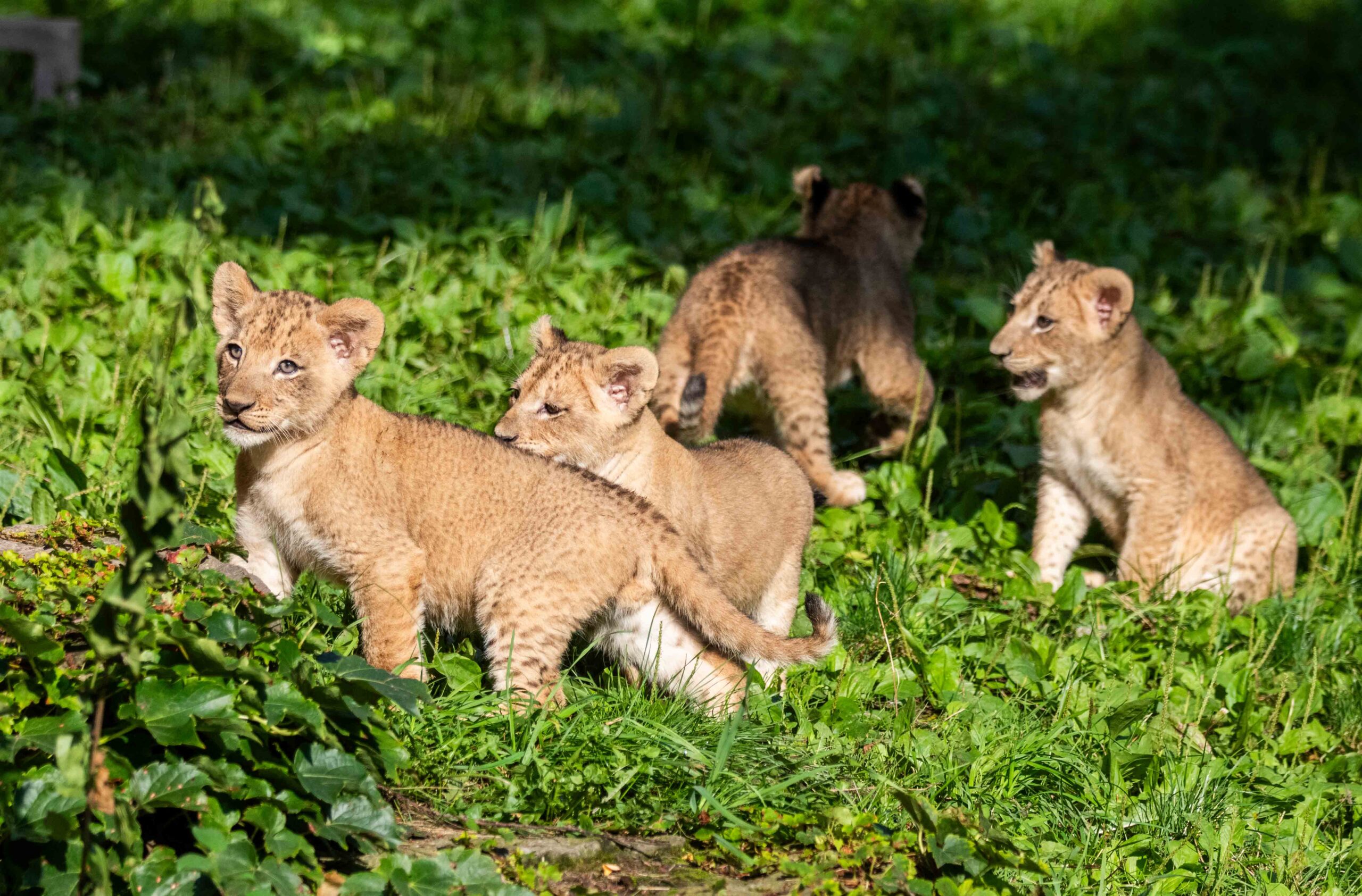 Buffalo Zoo Lion Cubs Make Public Debut - Buffalo Zoo