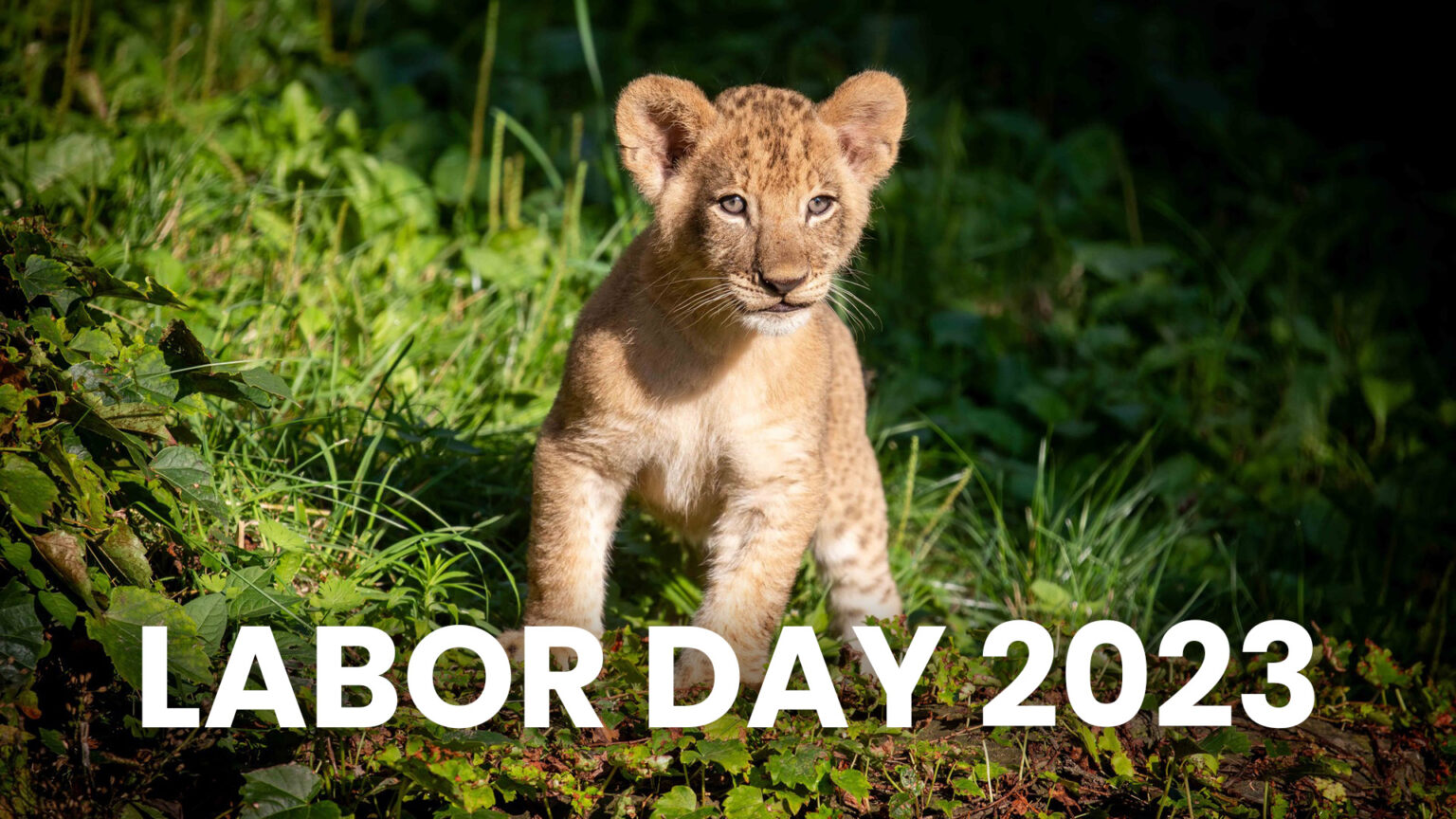 Labor Day 2023 Buffalo Zoo