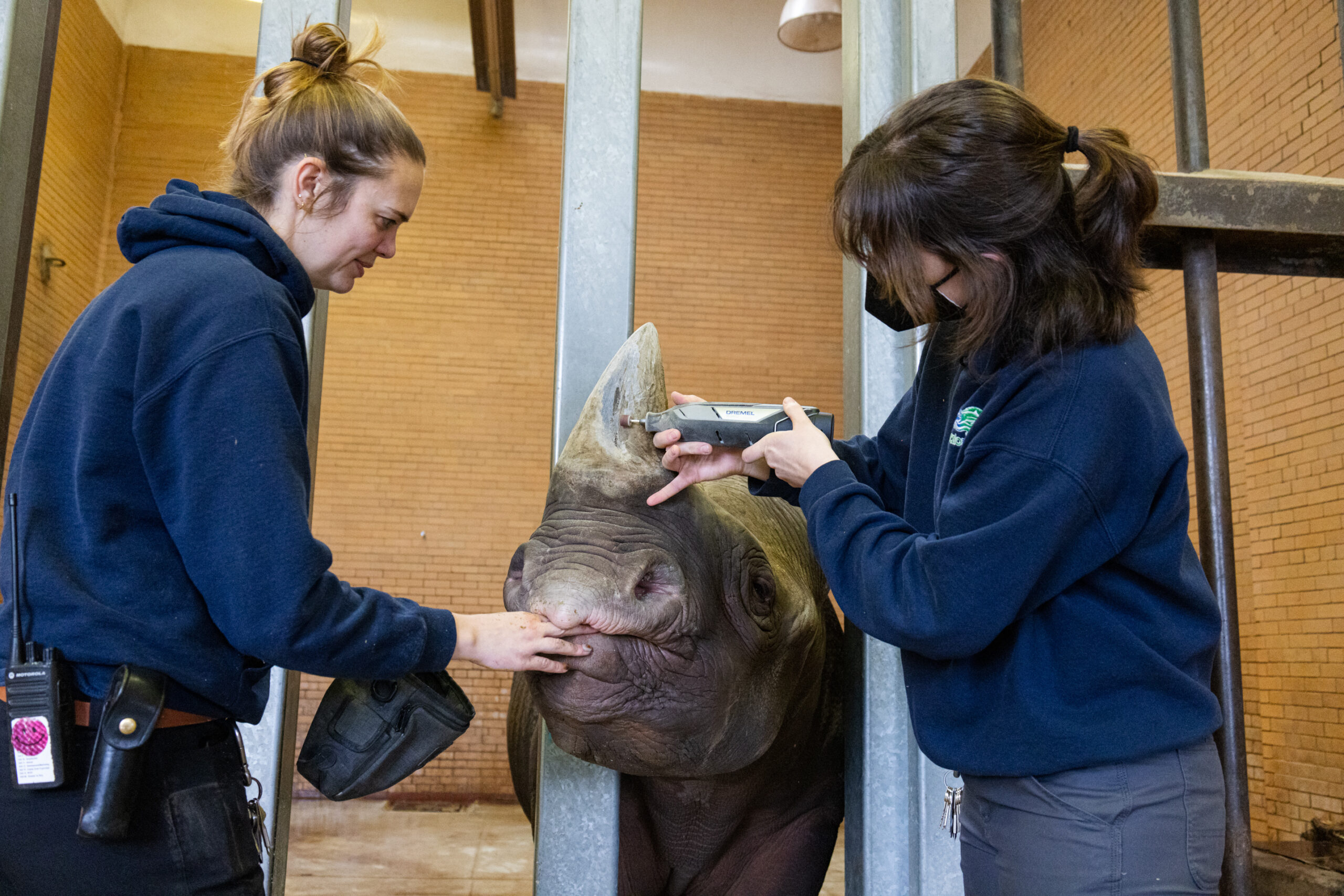 See how keepers treat a small crack in black rhino Romeo's horn